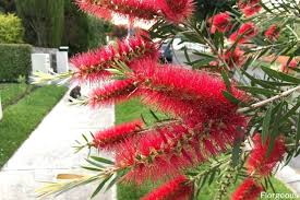 You will be receiving one plant between 2.5 and 6 inches in height shipped in a 3 inch deep pot. Bottlebrush Trees Callistemon How To Grow And Care Successfully Florgeous