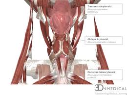 Homepage 3d modeled by physicians and anatomy experts. Muscles Advanced Anatomy 2nd Ed