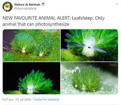 Infinity + sheep = sea sheep (leaf sheep) for creative challenge magic creatures in instagram ( www.instagram.com/tinyteensdolls/ ). Meet Leafsheep The Slug That Looks Like A Cartoon Lamb I Can Has Cheezburger