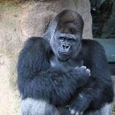 上野動物園における1950～1970年代のゴリラ飼育 81 に終わった記録がある（gain ウェブページ）。 動物園以外にも，エルザ・レストランや金沢ヘルス センター，郡山ホテルなどの観光施設などでも飼育さ れ，北は旭川から南の沖縄まで広く飼育されていた（公 ä¸Šé‡Žå‹•ç‰©åœ'ã‚´ãƒªãƒ©å›³é'' ãŠæ°—ã«å…¥ã‚Šã®ã‚´ãƒªãƒ©ã‚'è¦‹ã¤ã'ã‚ˆã† Zoo Zoo Diary