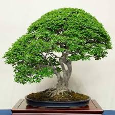 The point at which rooting is encouraged can be close to the location of side branches, so the resulting rooted tree can immediately have a thick trunk and low branches, characteristics that complement. How To Thicken The Bonsai Tree Trunk Bonsaiporn