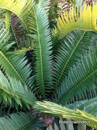 Image result for Encephalartos aplanatus