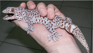 Google has many special features to help you find exactly what you're looking for. The Large Adult Male Gekko Gecko That Was Collected On The 17th Of Download Scientific Diagram