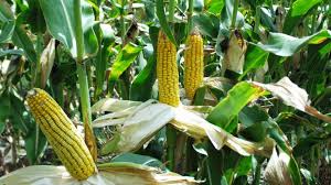 Image result for Zea mays