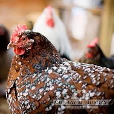Get a super healthy diet of mixed grains (wheat. Murray Mcmurray Hatchery Speckled Sussex