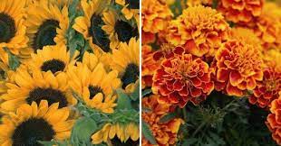 Plant candytuft in raised beds or as sprawling ground cover in your garden. 7 Fastest Growing Flower Seeds Fast Growing Flowers Fast Growing Plants Flower Seeds