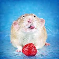 Maybe you would like to learn more about one of these? Can Rats Eat Strawberries