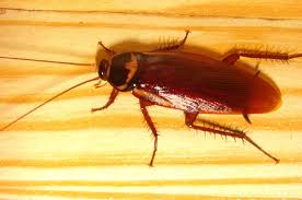 Existem baratas em sua casa? Fique atento à mensagem espiritual por trás  dessa presença