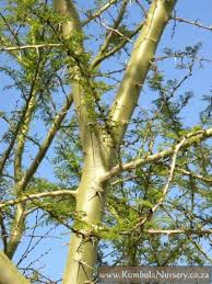 Image result for Acacia amythethophylla