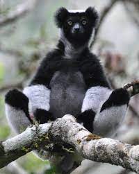 For The Love Of Lemurs And Monkeys San Diego Zoo Global Blog Indri Lemur Animals Wild