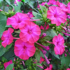 We did not find results for: Rare Pink Jasmine Seeds Fragrant Plant Mirabilis Jasmine Seeds Bonsai Jack Seeds