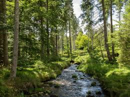 Dieser im oktober 1970 gegründete erste nationalpark deutschlands hat eine größe von 24.250 hektar und liegt direkt an der tschechischen grenze. Bayerischer Wald Grosser Arber Goldsteig Zooroyal Magazin