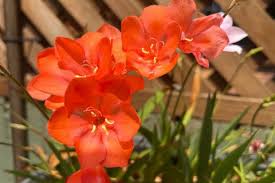 Image result for Tritonia