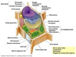 The animal cell plasma membrane is likely to contain. Twdlhivyfzbhgm