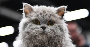 Sounds pretty awesome to me. The Largest Domestic Cats Petfinder