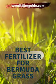 Best Fertilizer For Bermuda Grass Bermuda Grass Fertilizer Grass Fertilizer