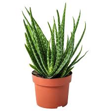 Aloe vera, eine immergrüne pflanze mit wertvollen wirkstoffen, sie gehört den sukkulenten an. Aloe Vera Pflanze Aloe Vera Heute Noch Kaufen Ikea Osterreich