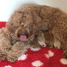 Family run breeding programme our goal is to produce happy, healthy and sound … Current Litters Courtlands Australian Labradoodles