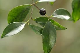 Image result for Eugenia natalitia