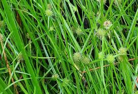 Image result for Kyllinga