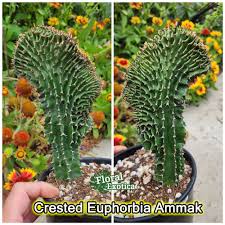 Image result for Euphorbia candelabrum