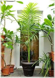 Feuer Palme Archontophoenix Alexandrae Winterharte Palmen Pflanzen Palmen Pflanzen