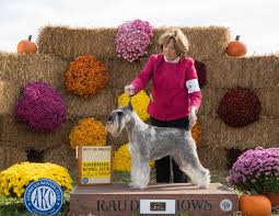 AKC Puppies For Sale In Kittanning, PA