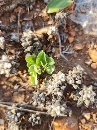 Image result for Anacampseros subnuda