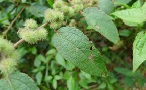 Image result for Triumfetta tomentosa