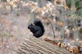 Black Photograph Black Fox Squirrel Ohio By Nancy Spirakus Fox Squirrel Squirrel Cute Squirrel