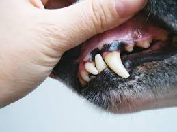 These warts are dark brown or black and usually appear around the face, eyelids or lips. Skin Tags And Dogs