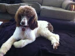 Black And White Standard Poodle Puppies For Sale Sophia Our Chocolate And White Parti Standard Poodle Poodle Puppy Standard Poodle Poodle Puppy Standard