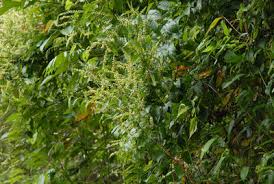 Image result for Gouania