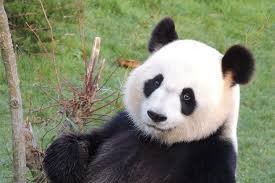 Le nuage de beauval survolez le zooparc avec un point de vue inédit; Bebe S Panda S Pour 2020 Beauval Actus
