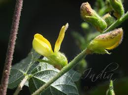 Image result for Rhynchosia viscosa