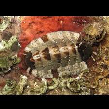 Image result for Galeomma