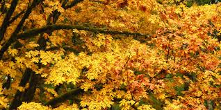 Petioles contain a milky sap. How To Grow Big Leaf Maple Trees From Cuttings Dengarden