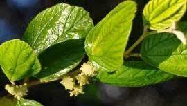 Manfaat Daun Bidara Hijaukan Com Daun Tanaman