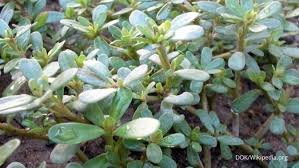 Yandex.translate is a mobile and web service that translates words, phrases, whole texts, and entire websites from english into arabic. Kebun Sayur Krokot Sebagai Common Purslane Makin Dicari Selama Pandemi