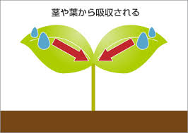 石灰肥料で野菜を元気に １ 葉面散布のコツを公開 施設園芸 Com
