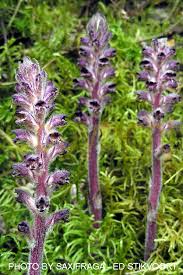 Image result for Orobanche