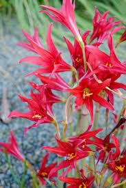 Image result for Chlorophytum colubrinum