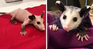 Possums are found in australia, while opossums inhabit the us. Hairless Opossum Was Saved In Lubbock From Cold Wilderness And The People Are Knitting Sweaters For Her Bored Panda