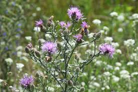 Image result for Stoebe