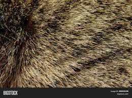 The fur is skin trope as used in popular culture. Wildlife Animals Image Photo Free Trial Bigstock