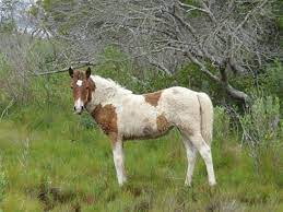 Il puledro, ovvero il cucciolo del cavallo, viene considerato tale per i suoi primi quattro o cinque anni di vita, ovvero fino a che non raggiunge la struttura fisica tipiche della sua razza. Come Si Chiama Il Puledro Di Piu Di Un Anno Lettera43 Come Fare