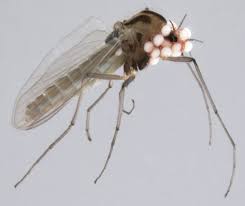 Midge definition, any of numerous minute dipterous insects, especially of the family chironomidae, somewhat resembling a mosquito. Water Mites And Midges Ntnu