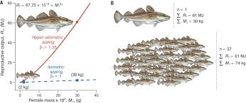 Gayle gaddis diagnostic radiology residency and medical student coordinator. Fish Reproductive Energy Output Increases Disproportionately With Body Size Science