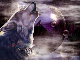 You can also upload and share your favorite wolf wallpapers hd. Wolf Animal Wolf Wolve Hd Animals Animal Wolf Wolve Hd Wallpaper Wallpaperbetter