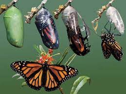 How Caterpillars Gruesomely Transform Into Butterflies